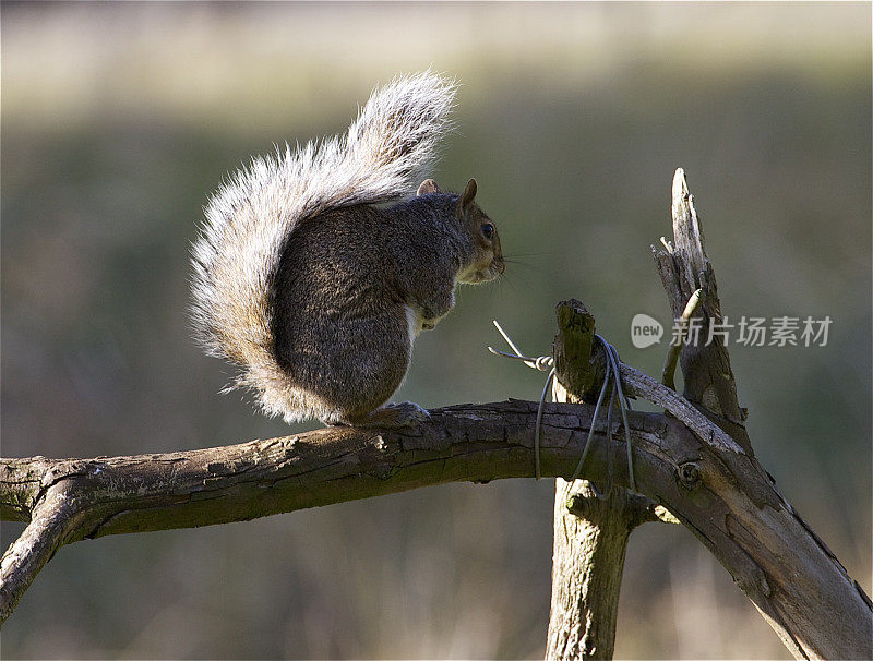 灰松鼠(Sciurus carolinensis)